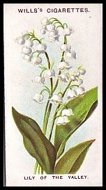 24 Lily of the Valley